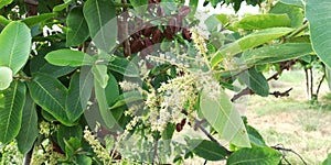 Terminalia arjunaPlant tree